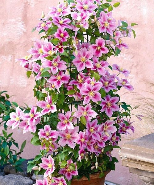 新手养护花卉，选对品种也能轻松养出满墙花海