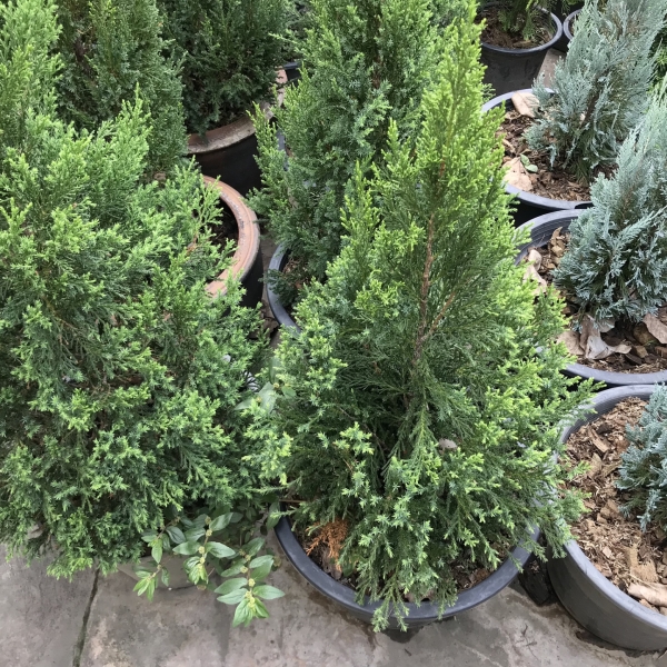 大叶观叶植物-植物花卉